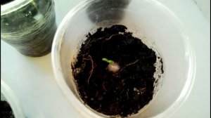 Годжи. Выращивание из семян (часть 2)