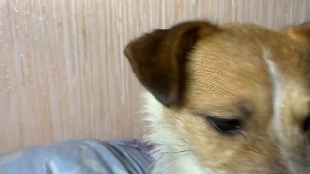 DIY. ДРТ Мирта. Произведение искусства! Собачий дивный нос! Jack Russell terrier смотреть онлайн