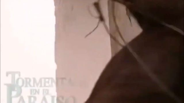 Tormenta en el paraiso incidental año 2007 смотреть онлайн