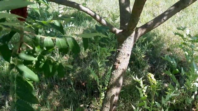 УРОЖАЙ СЛИВ/ГОТОВИМ СКУМБРИЮ НА МАНГАЛЕ смотреть онлайн