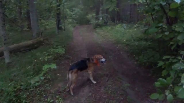 Открытие охоты по зайцу 2022