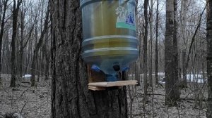 Пчёлы в бутылке (По методике Адвоката Егорова)