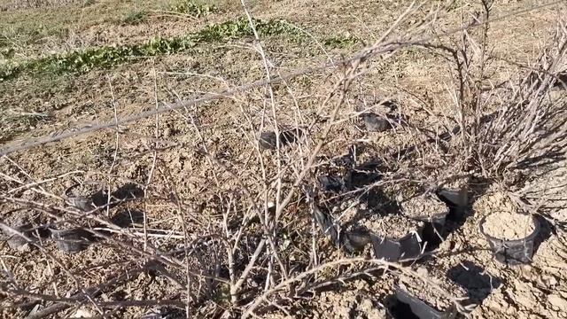 Укоренение крыжовника черенками смотреть онлайн