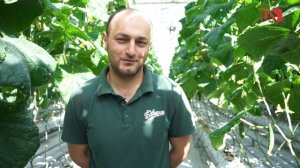 «Бавария» начала выращивать огурцы сорта «Эстафета»