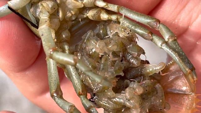 Как Размножаются РАКИ @ADVENTUROUS HOMESCHOOLERS