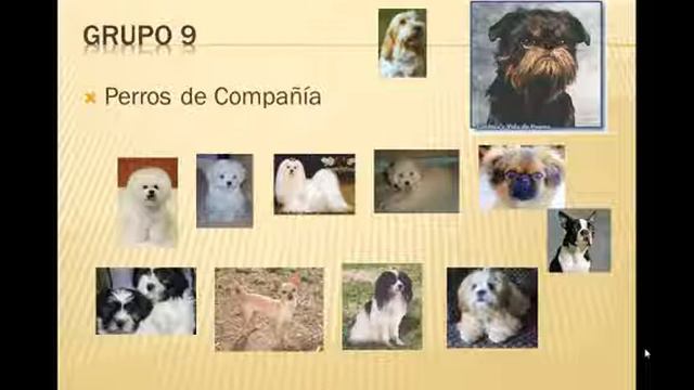 CURSO de adiestramiento canino #13 |FCI UN TEMA IMPORTANTE смотреть онлайн