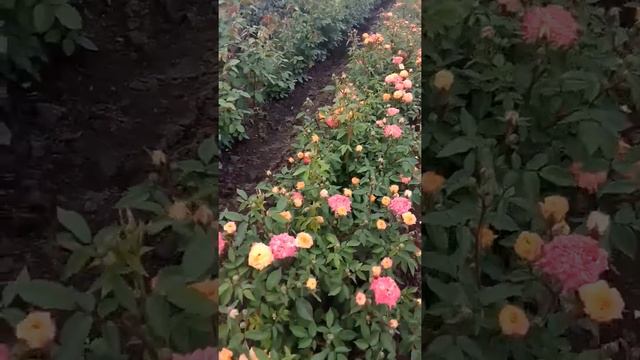 Бейби Маскарад. Baby Masquerade. миниатюрная роза от rosebushes.ru смотреть онлайн