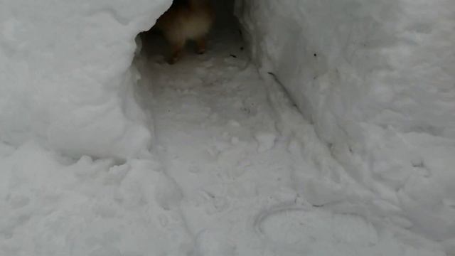 ШПИЦ В СНЕЖНОЙ ПЕЩЕРЕ / A POMERANIAN IN A SNOW CAVE смотреть онлайн