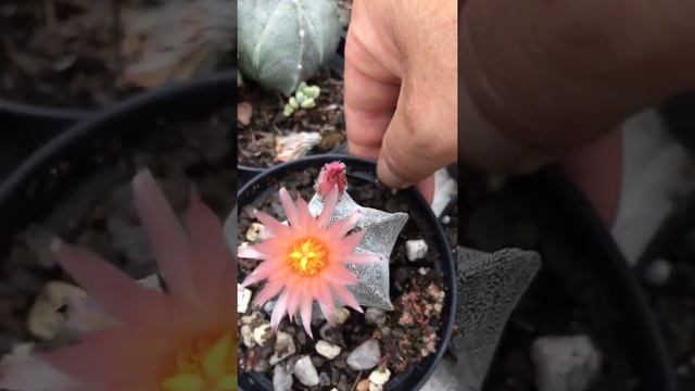 Astrophytum com flor cor de rosa смотреть онлайн