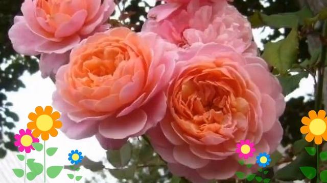 Роза кустовая Prix P.J. Redoute. Краткий обзор, описание характеристик, где купить саженцы смотреть онлайн