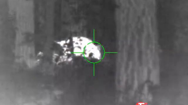 Кабан 3. ATN Mars 4 (4,5x18) смотреть онлайн