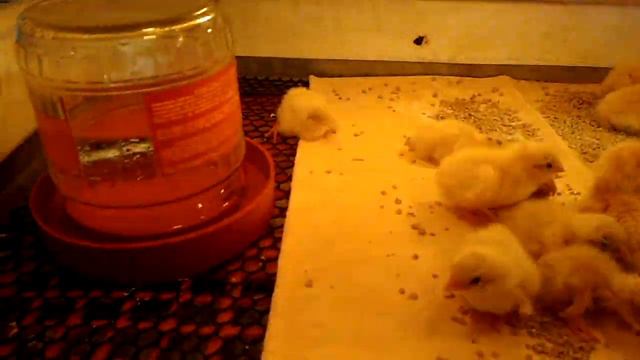 Перепела - перепелочка. Личное подсобное хозяйство. смотреть онлайн