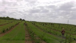 Работа главного агронома пример  всем