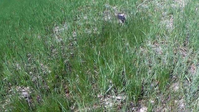 Ловля голавля на майского жука. Как ловить голавля на майского жука смотреть онлайн