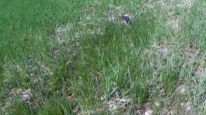 Ловля голавля на майского жука. Как ловить голавля на майского жука