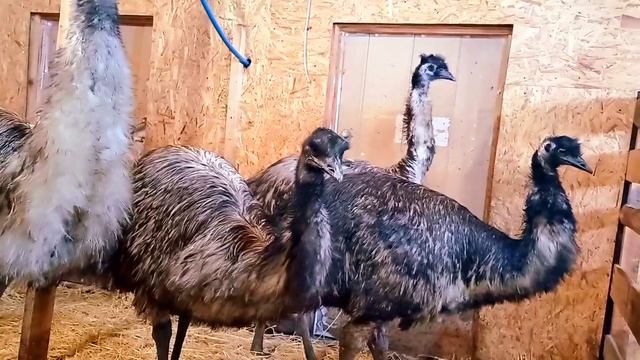 как отличить самца 