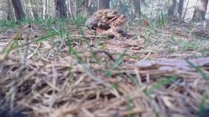 Лягушки размножаются)