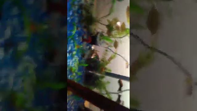 Рыбка Телескоп и Молинезии. смотреть онлайн