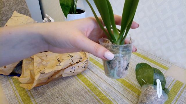 Новая посылка с орхидеями Сапфир и Phal gigantea x sindger Purelove смотреть онлайн