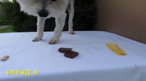 ТЕЛЕПАТИЯ КОТ И ПЁС ЧЕЛЛЕНДЖ! Кевин против Билли!