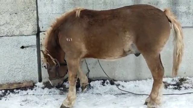 Советский тяжеловоз,,Разгар,,2года.