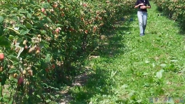 Собираем шикарную летнюю малину в Польше смотреть онлайн