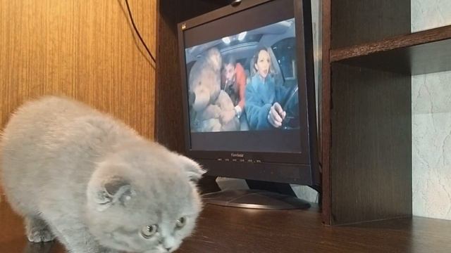Алексей Воробьев - Пляшем я и Маша Реакция котенка смотреть онлайн