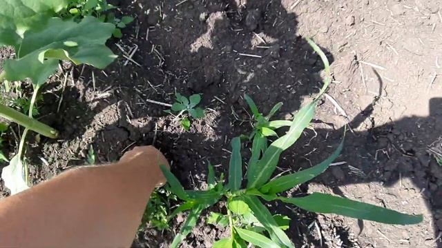 окучивание подсолнечника, безгербицидное выращивание