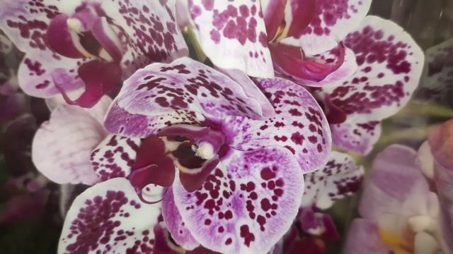 БАУЦЕНТР.ОБЗОР ОРХИДЕЙ.// 24. 04 .24// смотреть онлайн