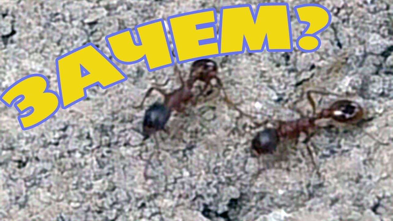 Не стоит избавляться от муравьев на участке навсегда! смотреть онлайн