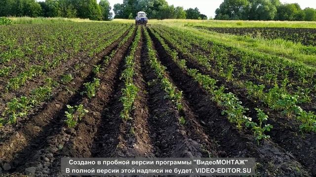 окучивание кортофиля.mp4 смотреть онлайн