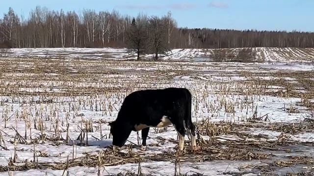 Коровы гуляют по кукурузному полю. #animal #животные #cow #cowvideos #коровы смотреть онлайн