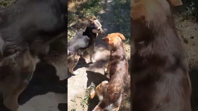 Дерзкие, как пуля резкие! смотреть онлайн