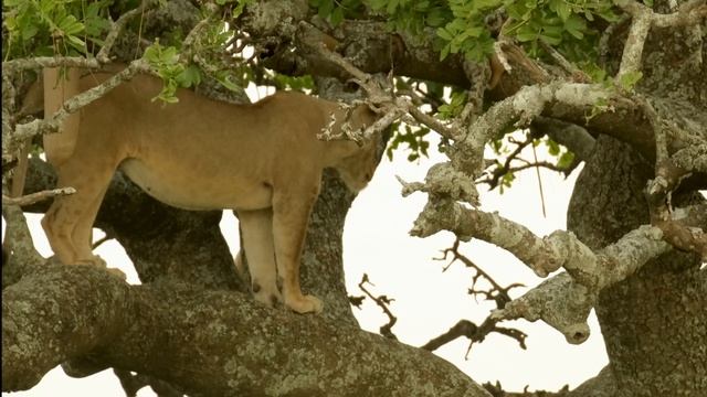 Сафари в Африке парки Тарангире, Серенгети и Нгоронгоро путешествие по заповедникам Танзании смотреть онлайн