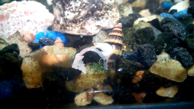 Улитка хелена ест сухой корм. Хобот во всей красе. смотреть онлайн