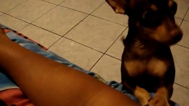 Pancho asking for attention! смотреть онлайн