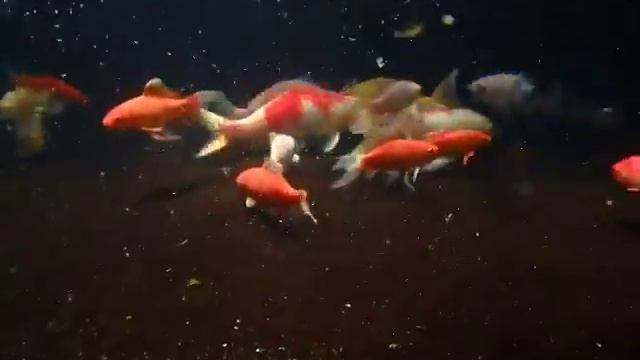 Fish Pond Underwater Video By Olympus TG-860 Digital Camera смотреть онлайн