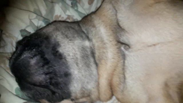 Бульдог храпит смотреть онлайн