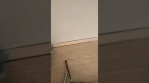 Ламинат. Укладка первого ряда по кривой плоскости