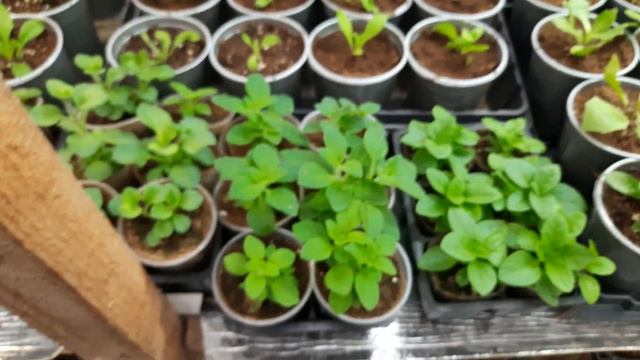 Черенкование ампельной петунии..простой удобный способ. смотреть онлайн