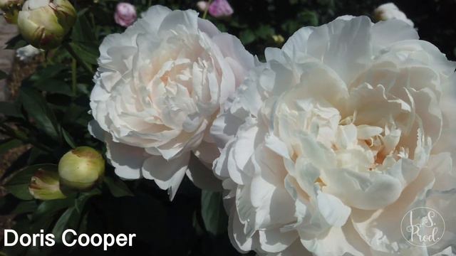 Doris Cooper смотреть онлайн