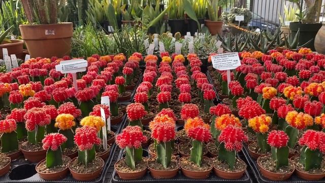 Bright and Colorful "Moon Cactus"! Gymnocalycium mihanovichii hybrid "Moon Cactus" collection смотреть онлайн