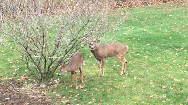 Deer Mating Video