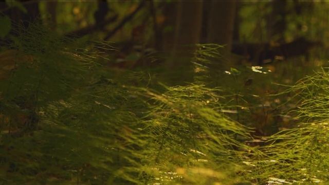 Леса Серебряноборского лесничества. Осень.