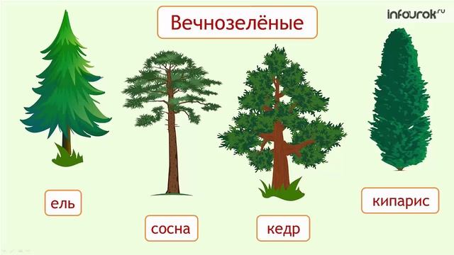 Деревья, кустарники, травы смотреть онлайн