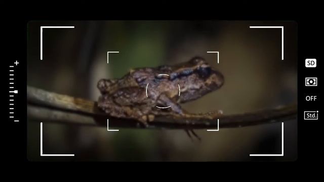 Fresh research to support New Zealand's rarest frog смотреть онлайн