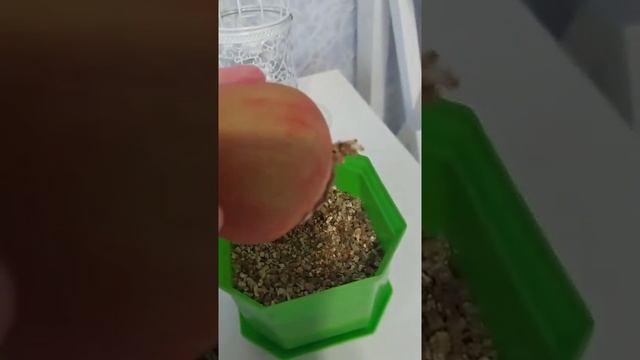 Укоренение гиппеаструма