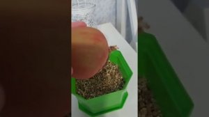 Укоренение гиппеаструма