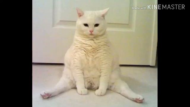 Без кота жизнь не та