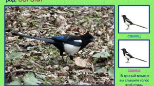 Сорока. Голоса птиц России